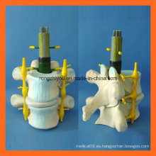 Modelo normal de la ampliación de la columna vertebral humana para la enseñanza médica